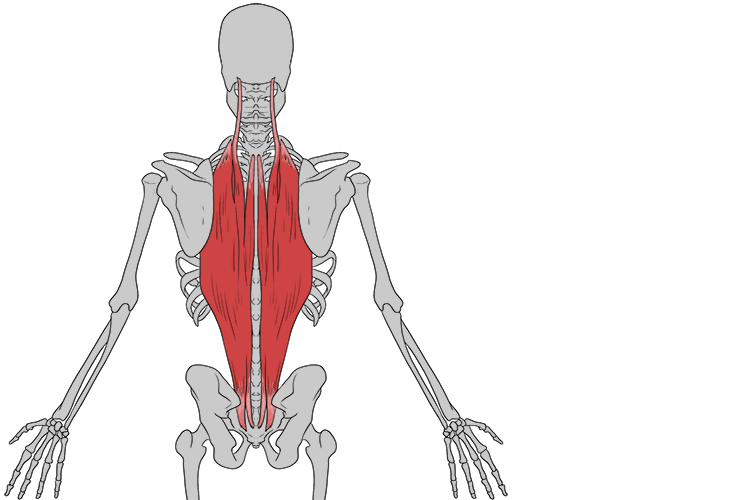 A muscle group which run the length of the back, from the neck to the pelvis